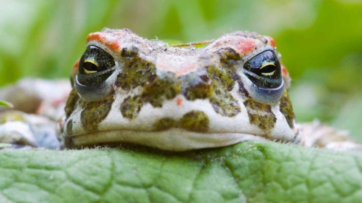 Arhiva foto