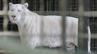 Tigroaica albă de la Harkov, o creatură uimitor de frumoasă. Foto The Insider