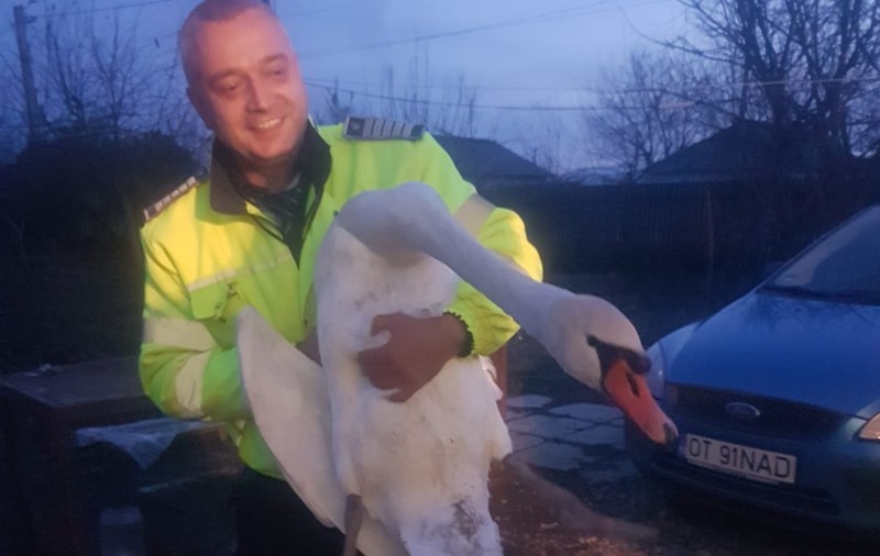 Anunț pe site-ul IPJ Olt în februarie: În urma unui apel la 112, poliția a salvat o lebădă în pericol