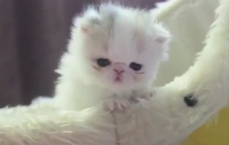 ADORABIL! Să fie ea "PUFOŞENIA" săptămânii? Această pisică face furori pe internet| VIDEO