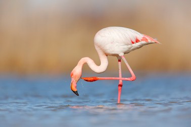 Ce mănâncă pasărea flamingo