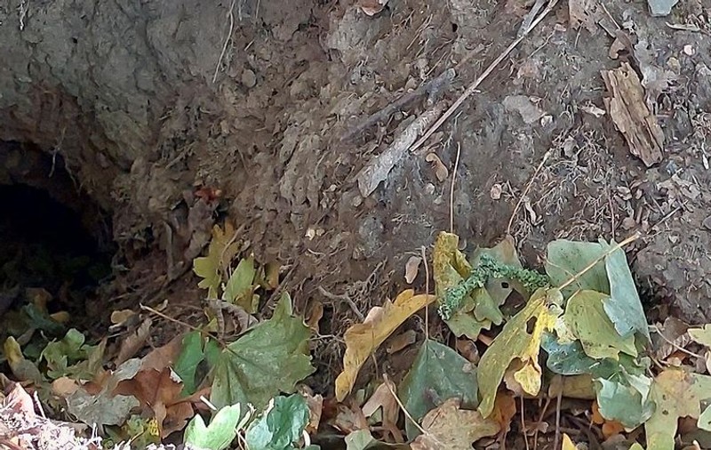 Bursucii au făcut tuneluri și au distrus terasamentul unei căi ferate în Germania, linia trebuie refăcută. La cât se ridică paguba
