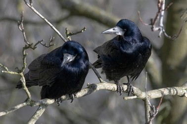 Specii de pasari din orașe-Corvus frugilegus