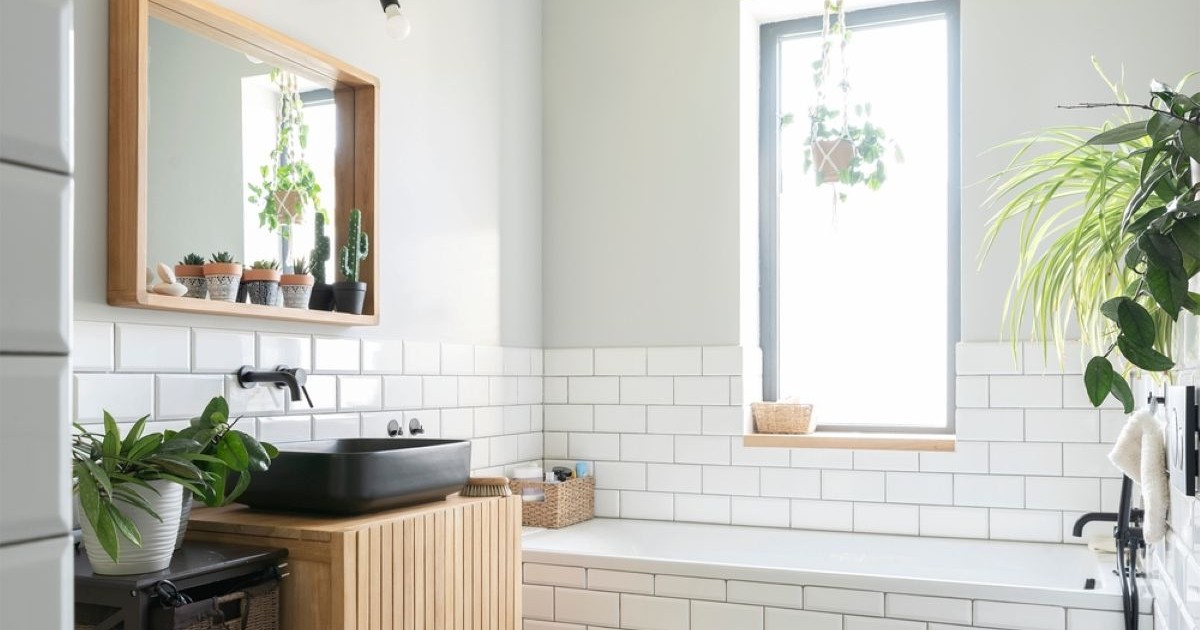 Plante bune pentru baie care absorb umiditatea