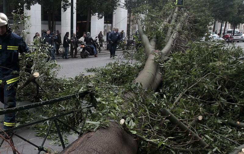 COD GALBEN DE VÂNT! Trafic parţial blocat în Capitală: un copac a căzut pe CAROSABIL din cauza rafalelor