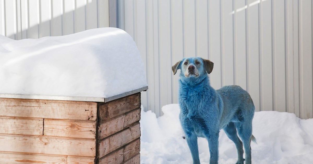 Blue-colored dog in vet clinic in Nizhny Novgorod, Russia
