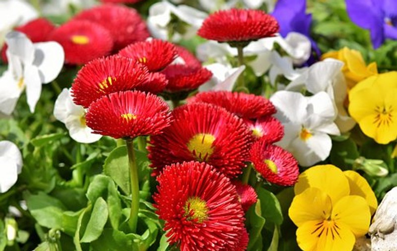 România are un deficit de 10.000 de florari