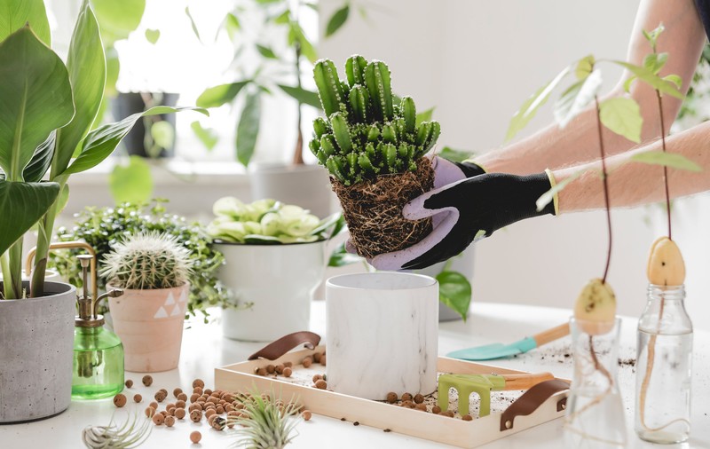 Plante care absorb umiditatea în casă