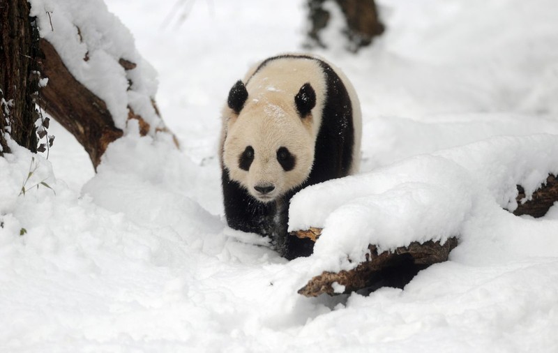 Video: Cum se bucură un panda când vede prima dată zăpadă în acest sezon