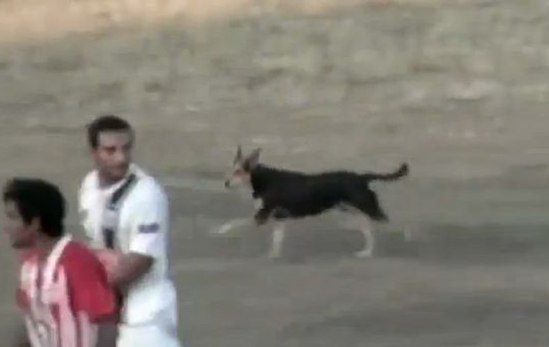 IMAGINI ȘOCANTE! Un fotbalist a primit cartonaș roșu pentru că a agresat un câine pe teren! VIDEO