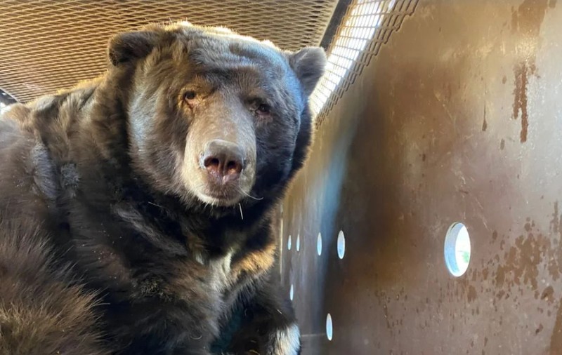 Un urs de 525 de kilograme s-a salvat de incendiile din Los Angeles într-un mod inedit. Unde a fost găsit blănosul