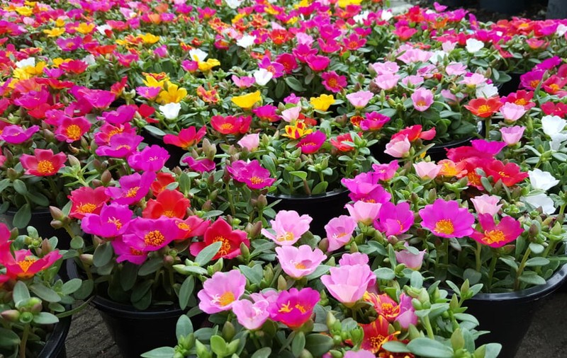 Flori de piatră (portulaca) - plantare și îngrijire. Cum să le cultivi în grădină și în ghiveci