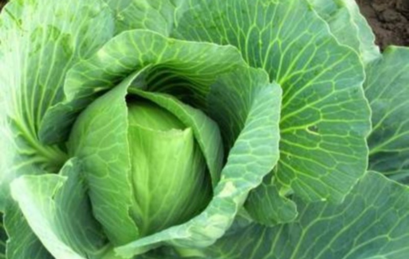 VOM CULTIVA LEGUME ŞI FRUCTE PE LUNĂ ŞI PE MARTE? Cercetătorii testează un sistem care foloseşte "URINĂ RECICLATĂ"