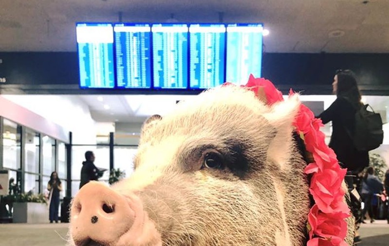 Aeroportul din San Francisco și-a luat un porc de terapie. Care e motivul