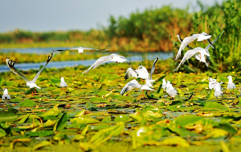 (P) Delta Dunării, paradisul cu peste 300 de specii de păsări rare