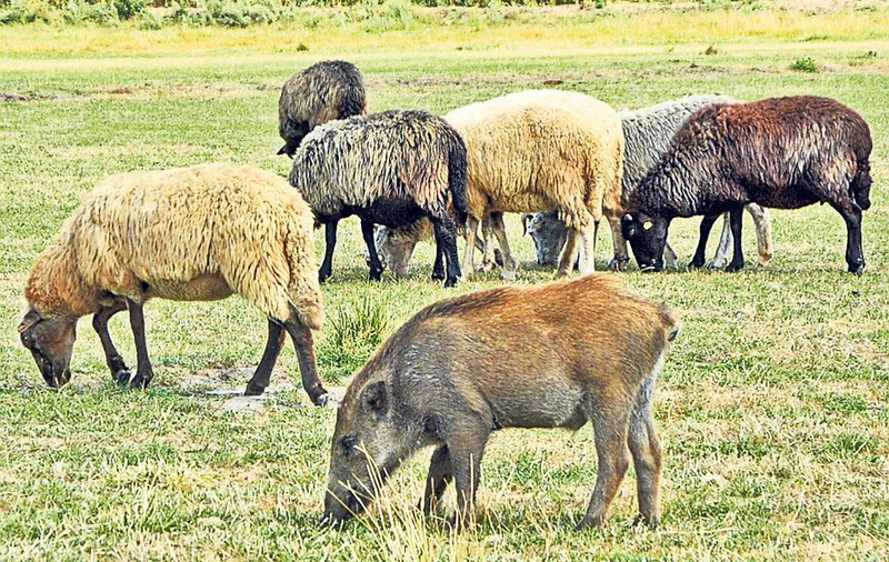 A înnebunit porcul! Mistreţul care se crede mieluşel