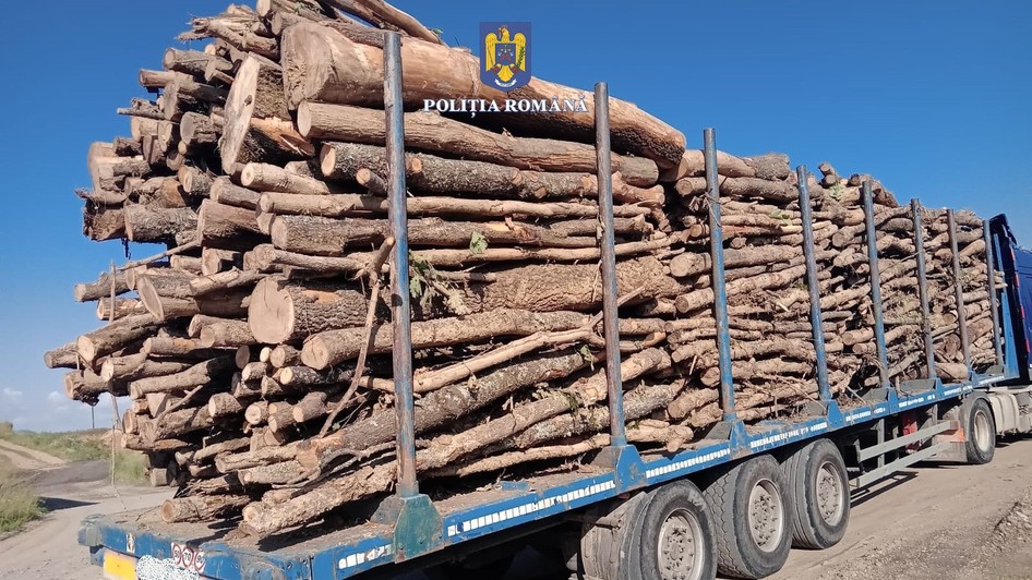 Transport de lemne fără acte descoperit în timpul unui control al Poliției