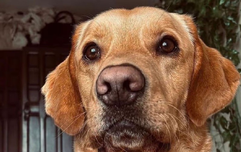Cum a rezolvat labradorul Stanley o crimă veche de 160 de ani: „Și-a otrăvit soțul și a fugit cu amantul, un brutar local”