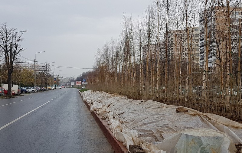 EXCLUSIV| Primăria Sectorului 3 cheltuiește peste 200.000 de euro pe arbori și arbuști. Specialiștii spun că e o amenajare haotică