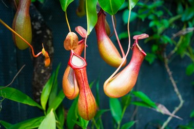 Nepenthes