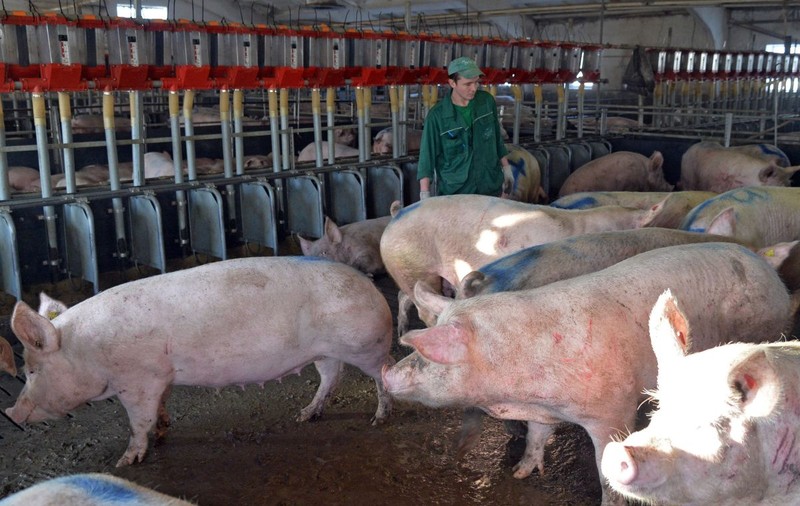 Raport Greenpeace: Animalele din fermele UE “produc mai multe gaze cu efect de seră decât toate mașinile și camionetele la un loc”