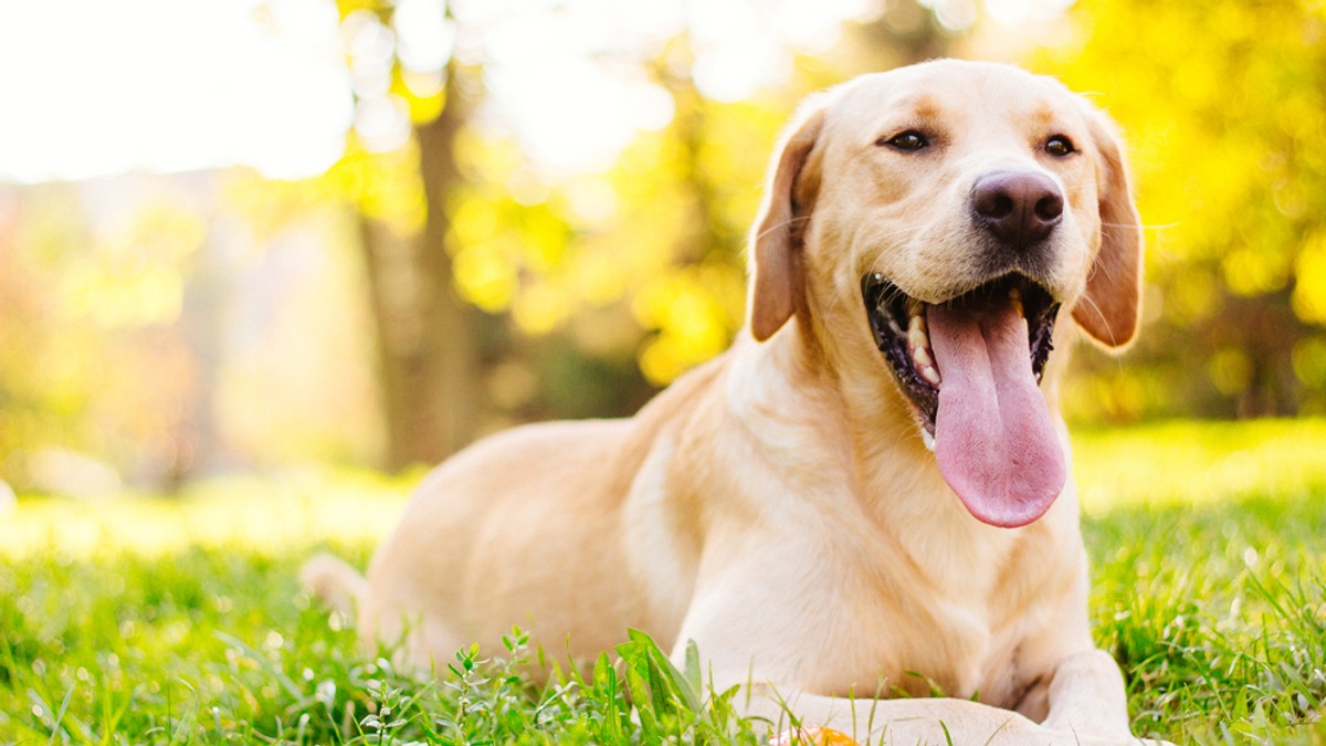 Labrador - ce temperament are câinele care care iubește înotul