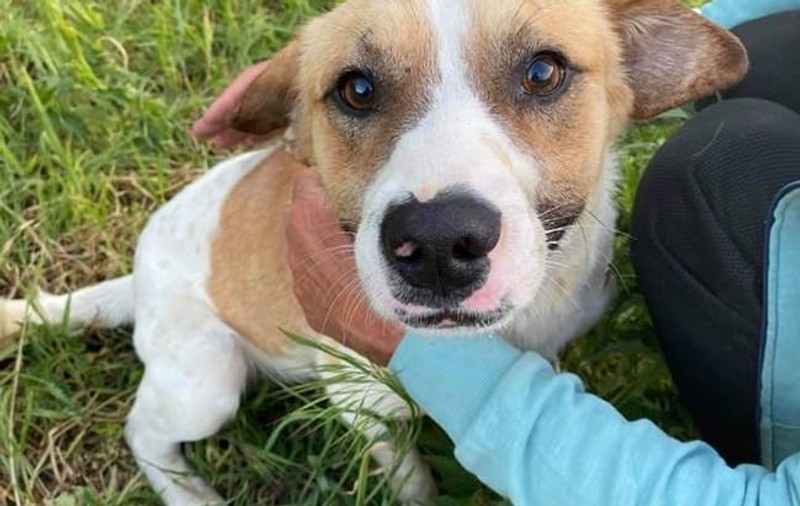 Anchetă într-o localitate din Timiș după ce mai multe animale au fost otrăvite