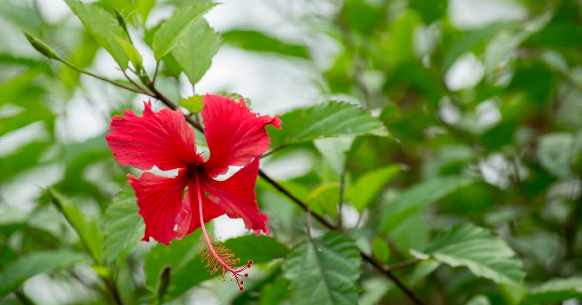 Hibiscus - plantare, ingrijire