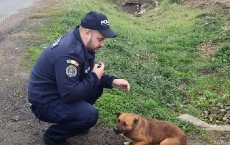 Bărbat din Caraș-Severin, amendat cu 12.000 de lei pentru că și-a abandonat câinele pe marginea drumului