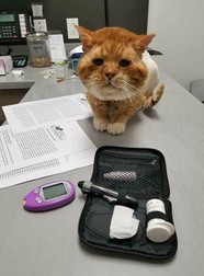 Medicii au reușit să-l salveze pe motan. Foto: Facebook / One cat at a time