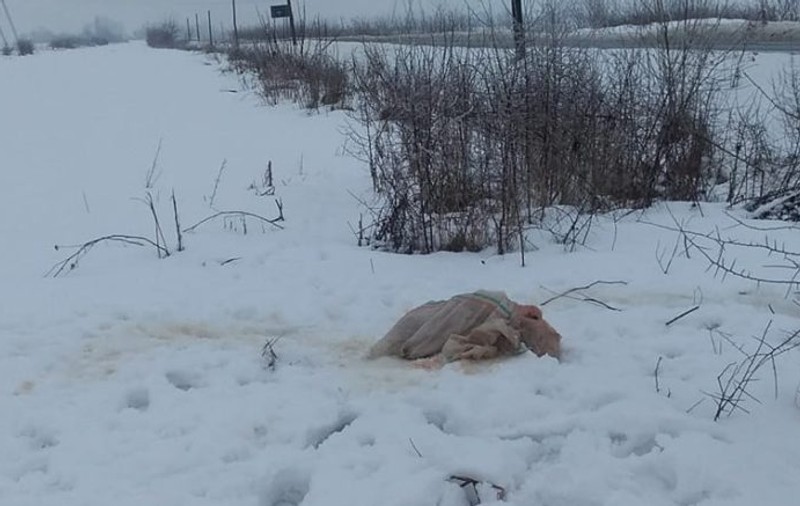 Răspunsul halucinant pe care un operator de la 112 i l-a dat unui om care a reclamat că a văzut cadavrul unui porc mort pe drum. Se întâmplă într-un județ unde au fost multe focare de pestă porcină