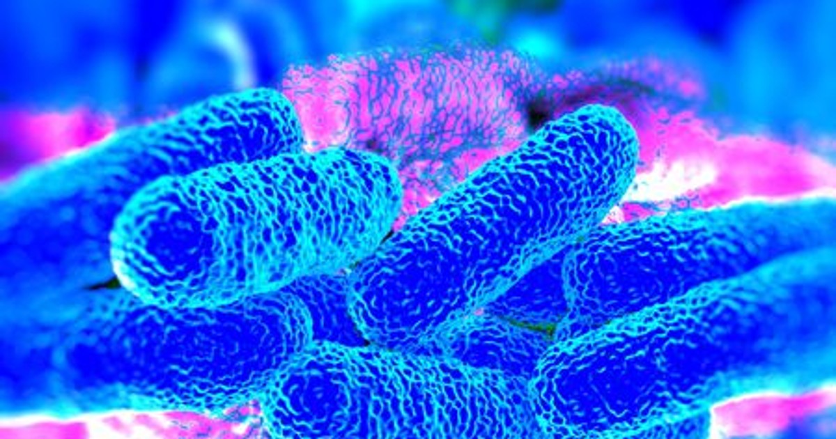 bacteria