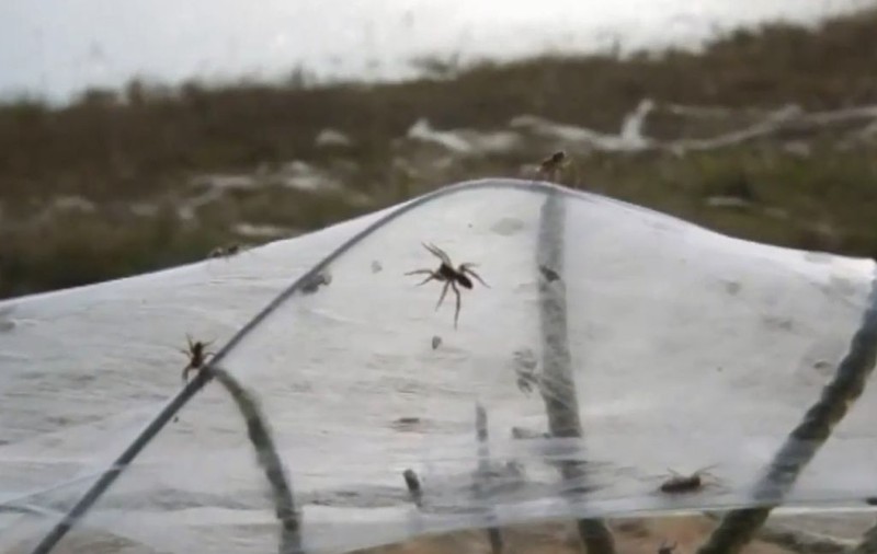 A plouat cu păianjeni! Care este explicația fenomenului care a îngrozit locuitorii unui oraș din Australia | VIDEO
