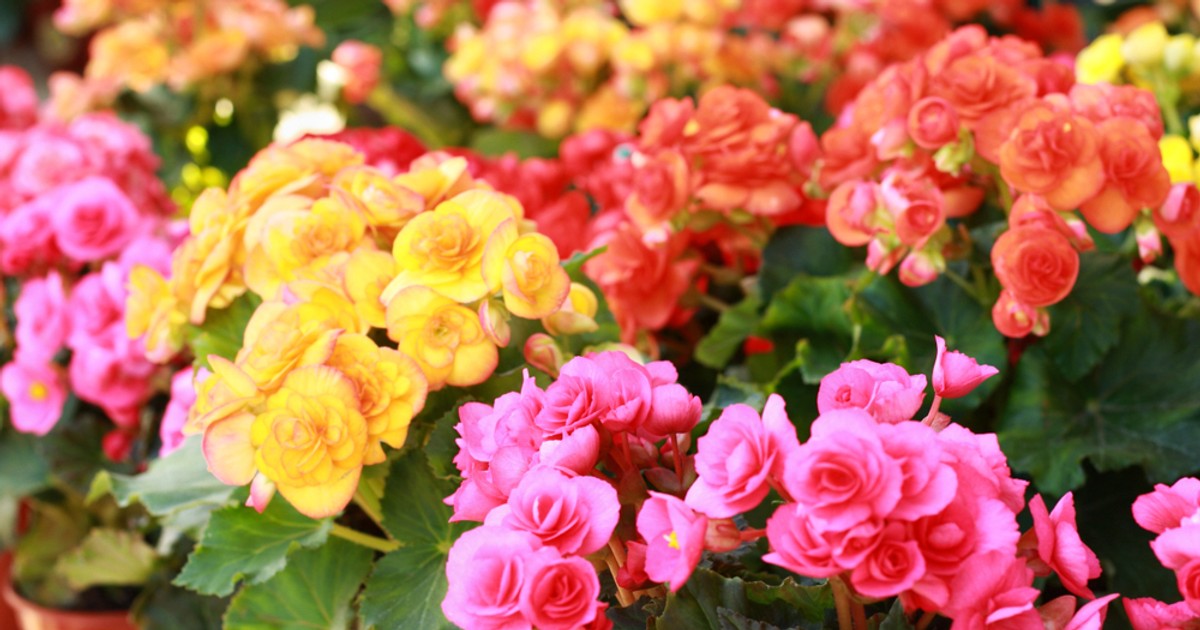 Begonia - plantare, ingrijire, inmultire