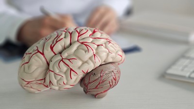 Model anatomic al creierului