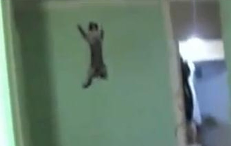 Mori de râs! Uite-o pe SPIDERCAT în acţiune! Poţi să încerci şi tu acasă dacă ai o mâţă jucăuşă  | VIDEO