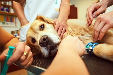 Ivermectina este un antiparazitar de uz veterinar | Foto: Shutterstock