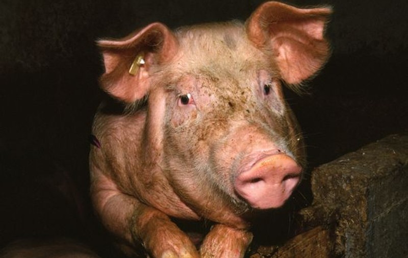 Epidemie de trichineloză în Satu Mare din cauza unui porc