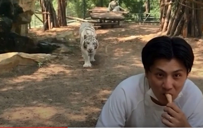 Momentul în care un tigru alb de la Zoo Beijing atacă un turist care își savura înghețata. Cum se termină totul