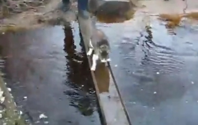 Cea mai deşteaptă pisică! Uite cum trece podul fără să îşi ude lăbuţele | VIDEO
