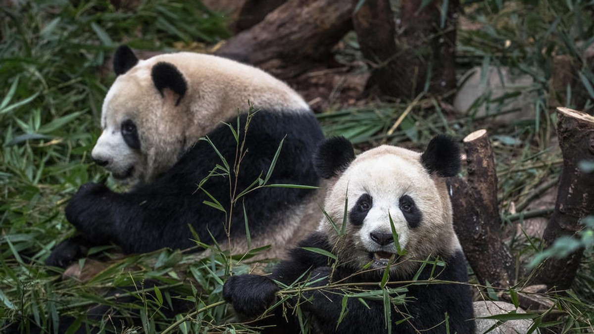 O grădină zoologică din Canada trimite doi panda înapoi în China deoarece nu are suficient bambus ca să-i hrănească