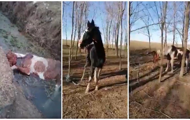 SURSE POLIȚIE: Proprietarul cailor maltrataţi din Techirghiol este un procuror DIICOT