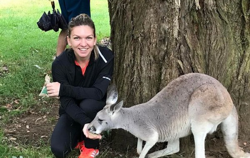 Simona Halep a fost la Zoo. S-a jucat cu un cangur și a admirat urșii koala! Unde au petrecut alți jucători de tenis | FOTO