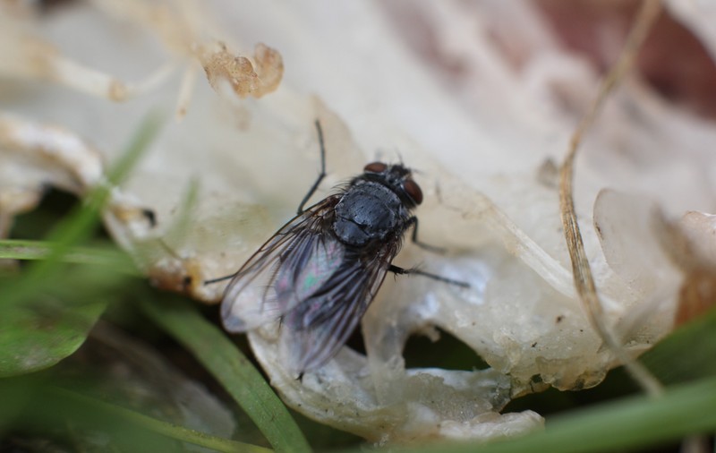 Muștele moarte ar putea fi folosite pentru a produce plastic biodegradabil - studiu