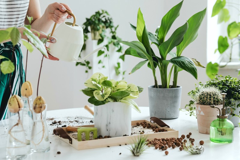 Mutarea plantelor în interior