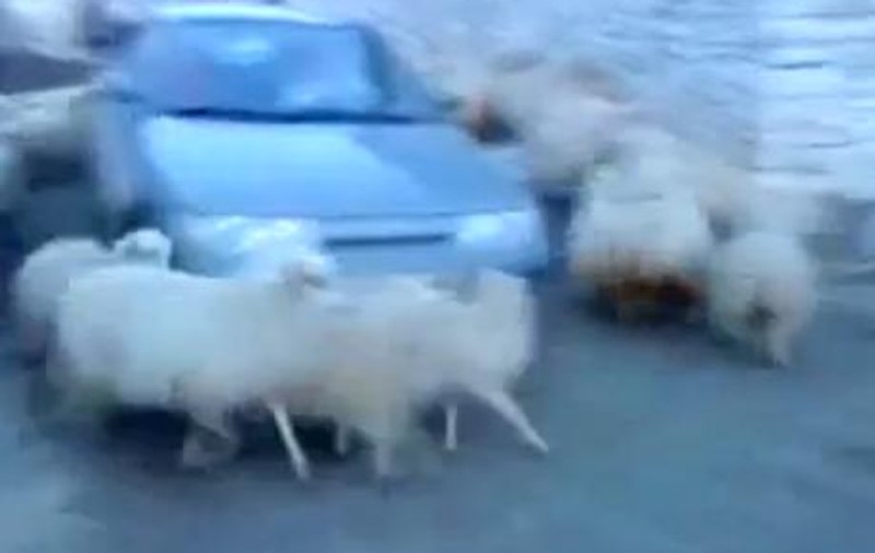 Cel mai CIUDAT comportament! OILE POSEDATE care par hotărâte se să sinucidă în masă | VIDEO 