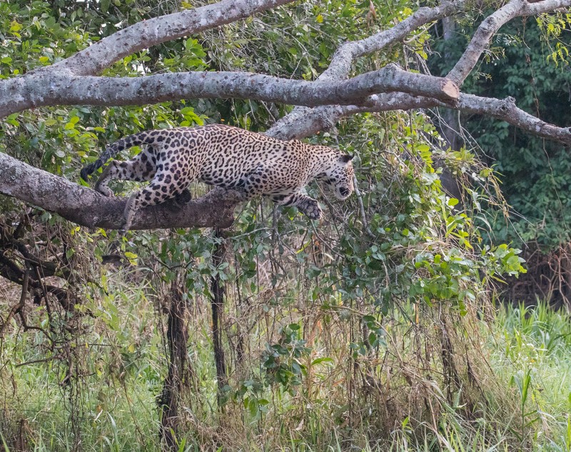 Imagini incredibile cu lupta dintre un jaguar și un crocodil! Felina a sărit în apă și a atacat