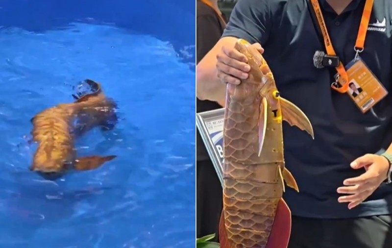 China a dezvăluit un robot subacvatic revoluționar, modelat după forma unui pește arowana aurie, care poate naviga autonom prin apă. Sursă foto X/ China Xinhua News