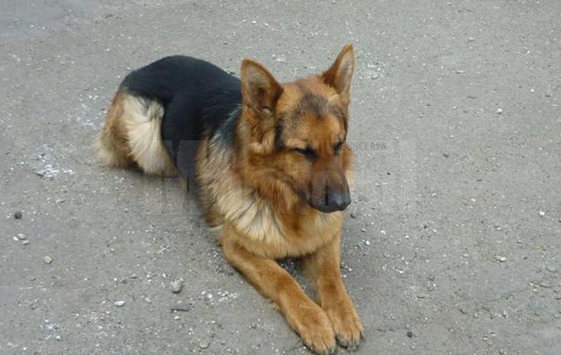 Patru câini ai Poliţiei sunt în căutarea unor noi stăpâni. Pensionaţi şi scoşi la licitaţie