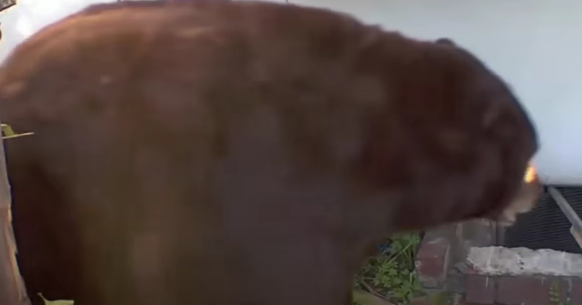 Ursul și-a făcut culcuș sub o casă. Foto Captură video
